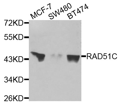 RAD51C Antibody - Western blot analysis of extracts of various cells.