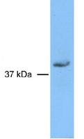 RAD51L3 / RAD51D Antibody - Rad51D detected in HEK293 lysates using a 1:1000 dilution of Rad51D antibody (purified).