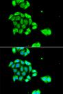 RAD51L3 / RAD51D Antibody - Immunofluorescence analysis of A549 cells.