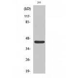 RAD52 Antibody - Western blot of Rad52 antibody