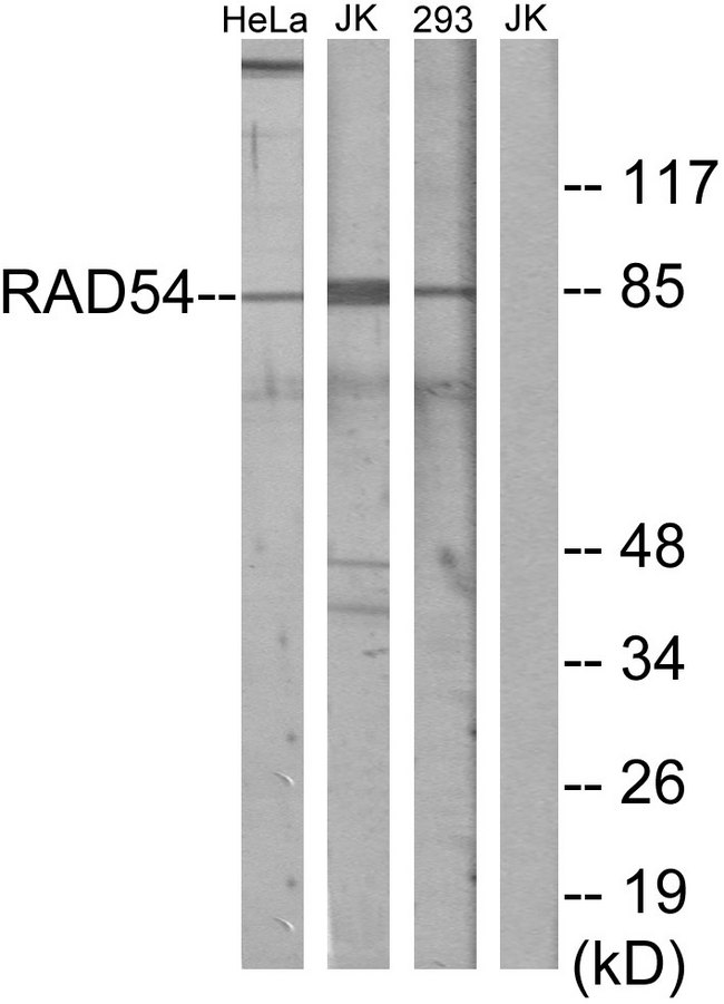 RAD54L Antibody - Western blot analysis of lysates from HeLa cells, Jurkat cells, and 293 cells, using RAD54 Antibody. The lane on the right is blocked with the synthesized peptide.