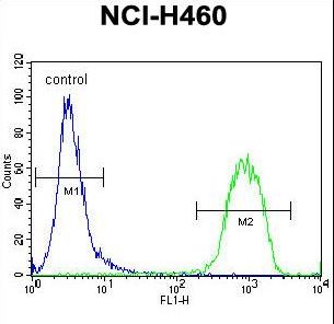 RAD54L Antibody - RAD54 Antibody flow cytometry of NCI-H460 cells (right histogram) compared to a negative control cell (left histogram). FITC-conjugated goat-anti-rabbit secondary antibodies were used for the analysis.