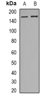 RAD54L2 Antibody - Western blot analysis of RAD54L2 expression in MCF7 (A); THP1 (B) whole cell lysates.