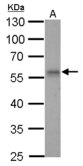 RAD9A / RAD9 Antibody - Rad9 antibody detects RAD9A protein by Western blot analysis. A. 30 ug C2C12 whole cell lysate/extract. 10 % SDS-PAGE. Rad9 antibody dilution:1:500