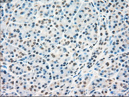 RAD9A / RAD9 Antibody - IHC of paraffin-embedded pancreas tissue using anti-RAD9A mouse monoclonal antibody. (Dilution 1:50).