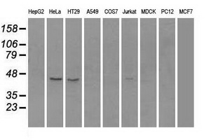 RAD9A / RAD9 Antibody - Western blot analysis of extracts (35ug) from 9 different cell lines by using anti-anti-RAD9Amonoclonal antibody.