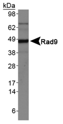 RAD9A / RAD9 Antibody - Rad9 Antibody - Western blot of Rad9 in U20S cell lysates.  This image was taken for the unconjugated form of this product. Other forms have not been tested.