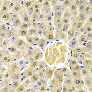 RAD9A / RAD9 Antibody - Immunohistochemistry of paraffin-embedded rat liver tissue.