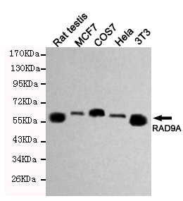 RAD9A / RAD9 Antibody - Western blot detection of RAD9A in HeLa, MCF7, 3T3, COS7 and Rat testis cell lysates using RAD9A mouse monoclonal antibody (1:500 dilution). Predicted band size: 43KDa. Observed band size:55KDa.