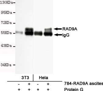 RAD9A / RAD9 Antibody - Immunoprecipitation analysis of HeLa and 3T3 cell lysates using RAD9A mouse monoclonal antibody.