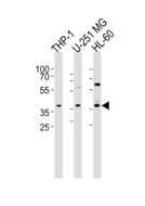 RAD9B Antibody - Western blot of lysates from THP-1, U-251 MG, HL-60 cell line (from left to right) with RAD9B Antibody. Antibody was diluted at 1:1000 at each lane. A goat anti-rabbit IgG H&L (HRP) at 1:5000 dilution was used as the secondary antibody. Lysates at 35 ug per lane.
