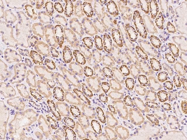 RAD9B Antibody - Immunochemical staining of human RAD9B in human kidney with rabbit polyclonal antibody at 1:2000 dilution, formalin-fixed paraffin embedded sections.