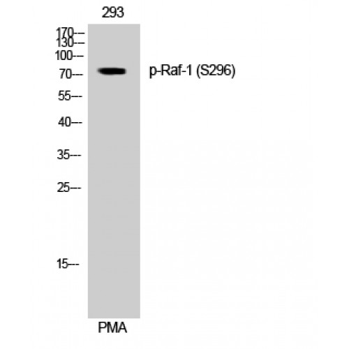 RAF1 / RAF Antibody - Western blot of Phospho-Raf-1 (S296) antibody