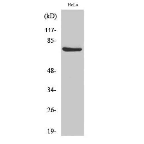 RAF1 / RAF Antibody - Western blot of Phospho-Raf-1 (S338) antibody