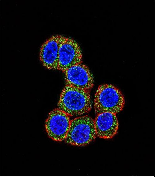 RAF1 / RAF Antibody - Confocal immunofluorescence of RAF1 Antibody with HeLa cell followed by Alexa Fluor 488-conjugated goat anti-rabbit lgG (green). Actin filaments have been labeled with Alexa Fluor 555 phalloidin (red). DAPI was used to stain the cell nuclear (blue).