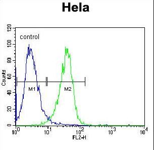 RAF1 / RAF Antibody - RAF1 Antibody flow cytometry of HeLa cells (right histogram) compared to a negative control cell (left histogram). FITC-conjugated goat-anti-rabbit secondary antibodies were used for the analysis.