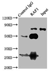 RAF1 / RAF Antibody - Immunoprecipitating RAF1 in 293T whole cell lysate Lane 1: Rabbit control IgG (1µg) instead of RAF1 Antibody in 293T whole cell lysate.For western blotting, a HRP-conjugated Protein G antibody was used as the secondary antibody (1/2000) Lane 2: RAF1 Antibody (6µg) + 293T whole cell lysate (500µg) Lane 3: 293T whole cell lysate (10µg)