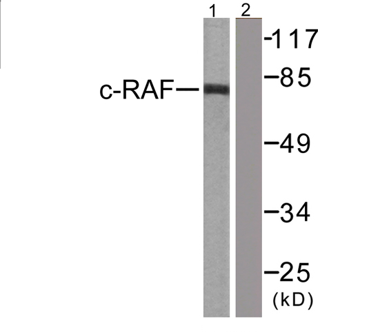 RAF1 / RAF Antibody - Western blot analysis of lysates from 293 cells, treated with PMA 125ng/ml 30', using C-RAF Antibody. The lane on the right is blocked with the synthesized peptide.
