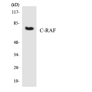 RAF1 / RAF Antibody - Western blot analysis of the lysates from HepG2 cells using C-RAF antibody.