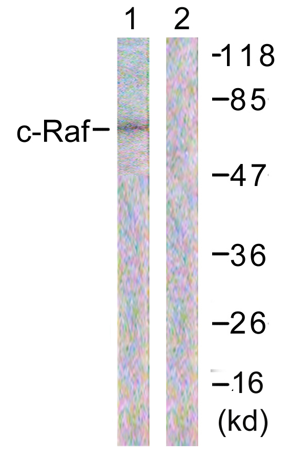RAF1 / RAF Antibody - Western blot analysis of lysates from 293 cells, treated with PMA 125ng/ml 30' , using C-RAF Antibody. The lane on the right is blocked with the synthesized peptide.