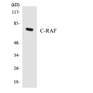 RAF1 / RAF Antibody - Western blot analysis of the lysates from K562 cells using C-RAF antibody.