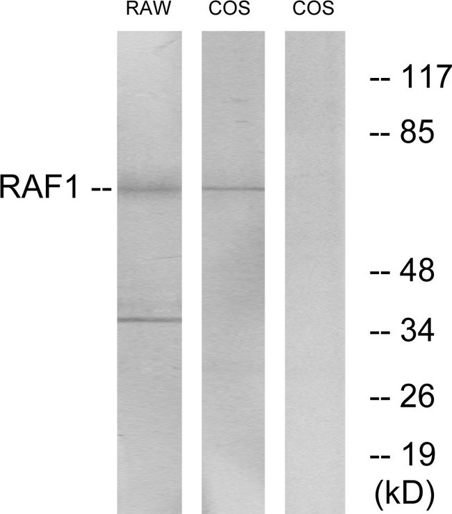 RAF1 / RAF Antibody - Western blot analysis of lysates from RAW264.7/COS-7, using C-RAF Antibody. The lane on the right is blocked with the synthesized peptide.