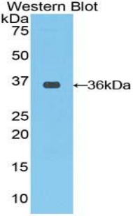 RAF1 / RAF Antibody - Western blot of recombinant RAF1 / RAF.  This image was taken for the unconjugated form of this product. Other forms have not been tested.