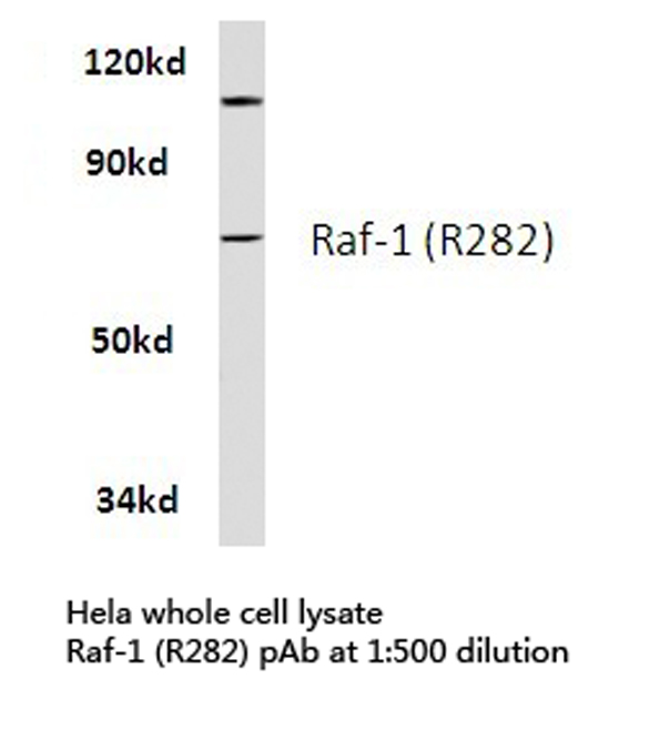 RAF1 / RAF Antibody - Western blot of Raf-1 (R282) pAb in extracts from HeLa cells.