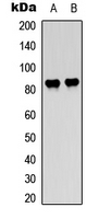 RAF1 / RAF Antibody - Western blot analysis of c-Raf/B-RAF (pT491/599) expression in HEK293T (A); HeLa (B) whole cell lysates.