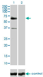 RAF1 / RAF Antibody - Western blot analysis of RAF1 over-expressed 293 cell line, cotransfected with RAF1 Validated Chimera RNAi (Lane 2) or non-transfected control (Lane 1). Blot probed with RAF1 monoclonal antibody (M03) clone 1H4 . GAPDH ( 36.1 kDa ) used as specificity and loading control.