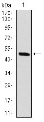 RAF1 / RAF Antibody - Western blot using RAF1 monoclonal antibody against human RAF1 (AA: 198-407) recombinant protein. (Expected MW is 73 kDa)