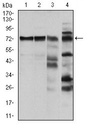 RAF1 / RAF Antibody - Western blot using RAF1 mouse monoclonal antibody against HeLa (1), A431 (2), Cos7 (3) and C6 (4) cell lysate.