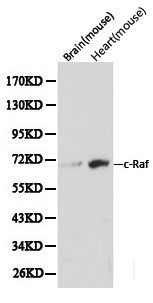 RAF1 / RAF Antibody - Western blot of c-Raf pAb in extracts from mouse brain and heart tissues.