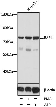RAF1 / RAF Antibody - Western blot analysis of extracts of NIH/3T3 cells, using RAF1 antibodyat 1:1000 dilution. The secondary antibody used was an HRP Goat Anti-Rabbit IgG (H+L) at 1:10000 dilution. Lysates were loaded 25ug per lane and 3% nonfat dry milk in TBST was used for blocking. An ECL Kit was used for detection and the exposure time was 5s.