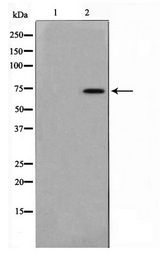 RAF1 / RAF Antibody - Western blot of Jurkat cell lysate using C-RAF Antibody