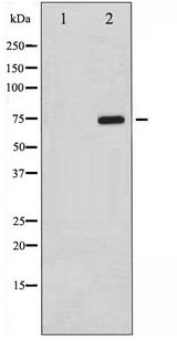 RAF1 / RAF Antibody - Western blot of C-RAF phosphorylation expression in K562 whole cell lysates,The lane on the left is treated with the antigen-specific peptide.