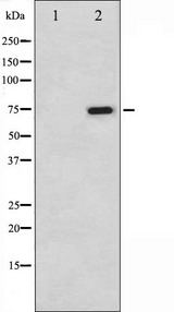 RAF1 / RAF Antibody - Western blot analysis of C-RAF phosphorylation expression in K562 whole cells lysates. The lane on the left is treated with the antigen-specific peptide.