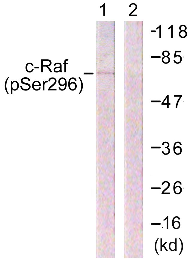 RAF1 / RAF Antibody - Western blot analysis of lysates from 293 cells treated with PMA 125ng/ml 30' , using C-RAF (Phospho-Ser296) Antibody. The lane on the right is blocked with the phospho peptide.