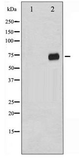 RAF1 / RAF Antibody - Western blot of C-RAF phosphorylation expression in PMA treated 293 whole cell lysates,The lane on the left is treated with the antigen-specific peptide.