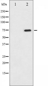 RAF1 / RAF Antibody - Western blot analysis of C-RAF phosphorylation expression in PMA treated NIH-3T3 whole cells lysates. The lane on the left is treated with the antigen-specific peptide.