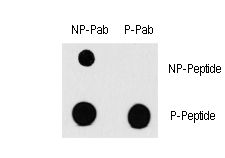 RAF1 / RAF Antibody - Dot blot of anti-RAF1-pS338 Phospho-specific antibody on nitrocellulose membrane. 50ng of Phospho-peptide or Non Phospho-peptide per dot were adsorbed. Antibody working concentrations are 0.5ug per ml.