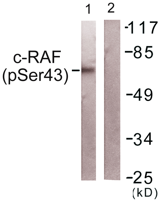 RAF1 / RAF Antibody - Western blot analysis of lysates from NIH/3T3 cells, using C-RAF (Phospho-Ser43) Antibody. The lane on the right is blocked with the phospho peptide.