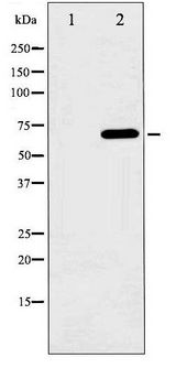 RAF1 / RAF Antibody - Western blot of C-RAF phosphorylation expression in UV treated HeLa whole cell lysates,The lane on the left is treated with the antigen-specific peptide.