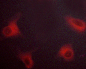 RAF1 / RAF Antibody - Staining NIH-3T3 cells by IF/ICC. The samples were fixed with PFA and permeabilized in 0.1% saponin prior to blocking in 10% serum for 45 min at 37°C. The primary antibody was diluted 1/400 and incubated with the sample for 1 hour at 37°C. A Alexa Fluor® 594 conjugated goat polyclonal to rabbit IgG (H+L), diluted 1/600 was used as secondary antibody.