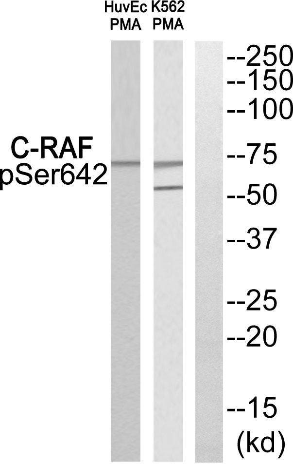 RAF1 / RAF Antibody - Western blot of extracts from HUVEC cells and K562 cells treated with PMA, using C-RAF (Phospho-Ser642) antibody.