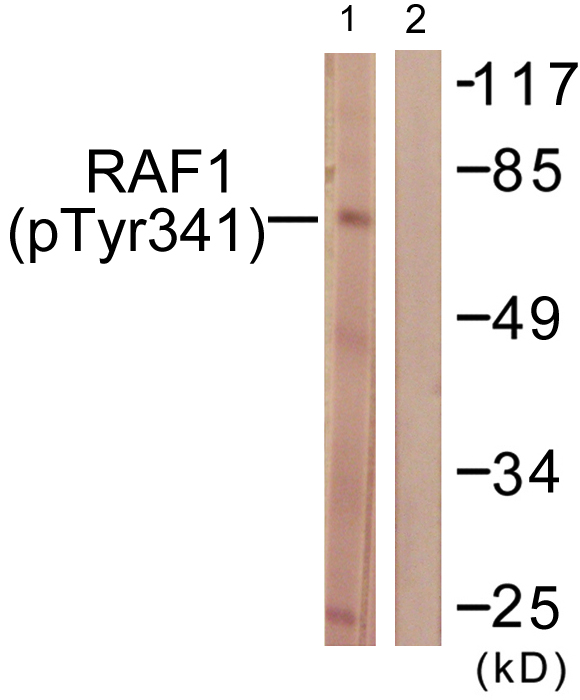 RAF1 / RAF Antibody - Western blot analysis of lysates from Jurkat cells treated with Paclitaxel 1uM 24h, using C-RAF (Phospho-Tyr341) Antibody. The lane on the right is blocked with the phospho peptide.