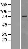 RAF1 / RAF Protein - Western validation with an anti-DDK antibody * L: Control HEK293 lysate R: Over-expression lysate