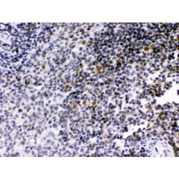 RAG2 / RAG-2 Antibody - RAG2 antibody IHC-paraffin. IHC(P): Rat Spleen Tissue.
