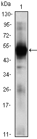 RAG2 / RAG-2 Antibody - Western blot using RAG2 mouse monoclonal antibody against RAG2(AA: 350-527)-hIgGFc transfected HEK293 (1)cell lysate.