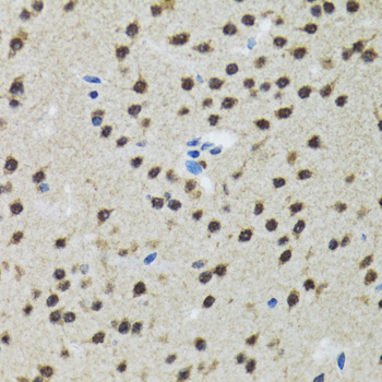 RAG2 / RAG-2 Antibody - Immunohistochemistry of paraffin-embedded rat brain tissue.